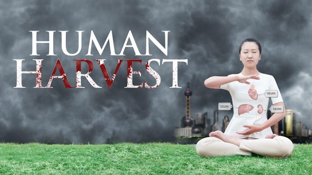 Human-Harvest, Falun Gong, les prélèvements forcés et illégaux d’organes