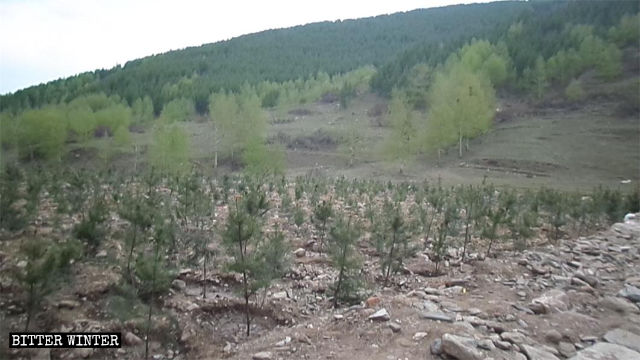 Des arbres ont été plantés sur le site du temple démoli.